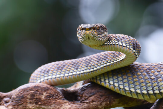 a mangrove pit viper in attack position