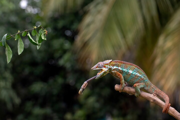 A pose of a male panther chameleon with its striking colors. © lunaphotography