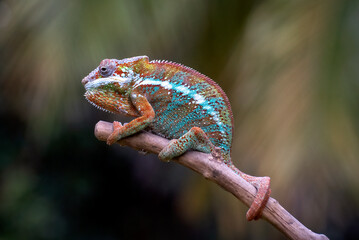 A pose of a male panther chameleon with its striking colors. © lunaphotography