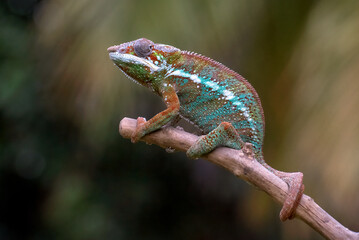 A pose of a male panther chameleon with its striking colors. © lunaphotography