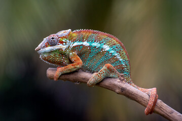 A pose of a male panther chameleon with its striking colors. © lunaphotography