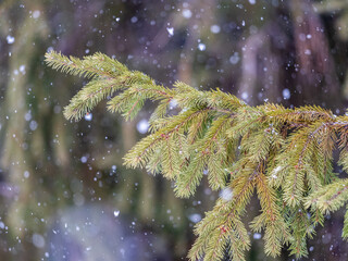 Green fir branches in winter covered with snow © Dmitrii Potashkin