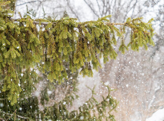 Green fir branches in winter covered with snow © Dmitrii Potashkin