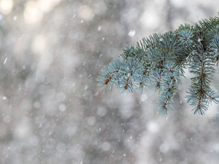 Green fir branches in winter covered with snow © Dmitrii Potashkin
