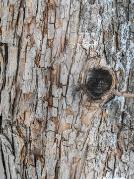 The texture of the bark of an old apple tree