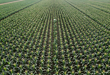 Obraz premium Sustainable agriculture and food security, aerial view of a large corn field with rows of green crops in a rural landscape during the summer season
