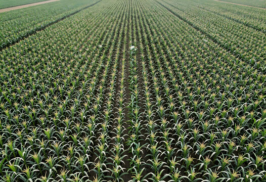 Sustainable agriculture and food security, aerial view of a large corn field with rows of green crops in a rural landscape during the summer season