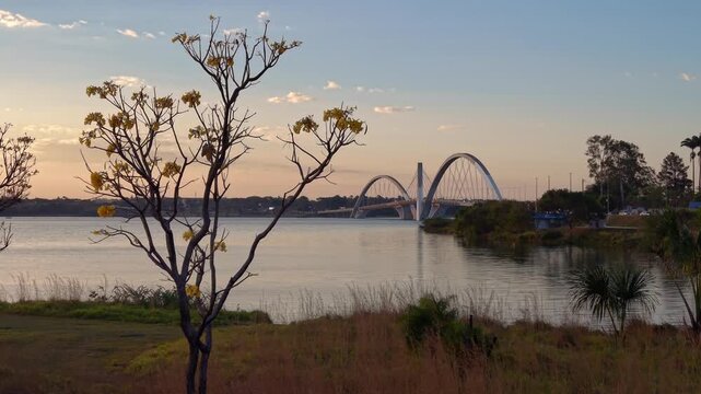 Juscelino Kubitschek Bridge (Ponte JK) from across Lake Paranoa with a Yellow Trumpet Tree (Handroanthus chrysotrichus) in the foreground, Brasilia, Brazil