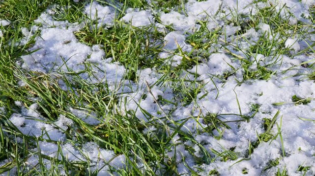 green grass partially covered with white snow in sunny daylight close-up, first spring snow melting on vibrant green lawn top view, fresh green grass sprouting through white melting snow