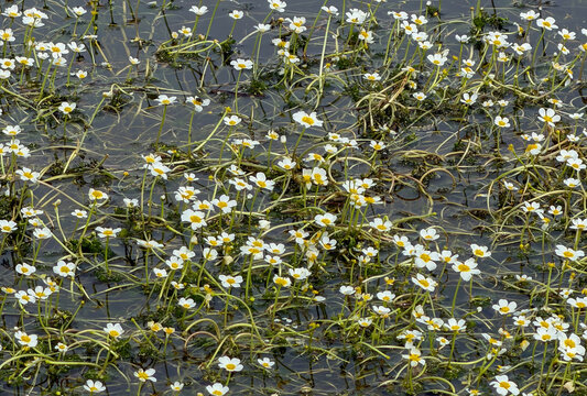 White water crowfoot flowers ranunculus aquatilis blooming above clear wetland stream surface with aquatic moss
