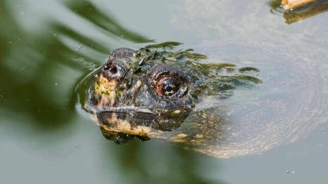 Snapping Turtle Swimming in Pond Wildlife Nature Video