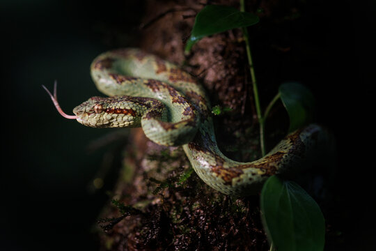 Malabar Pit Viper is a venomous snake from Amboli, in India