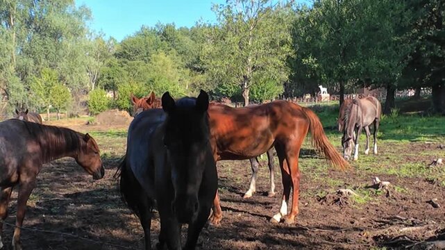 Horses in a paddock on a sunny day