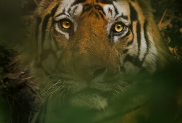 Royal Bengal Tiger from Bandhavgarh National Park, India. © Pratik