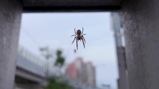 Small spider rests in a web.
