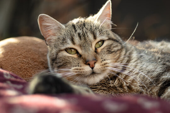 gato en la hora dorada 