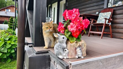 A Scottish breed cat stands on the floor of the terrace of a living house. Nearby there are railings, wooden furniture, a mown grass lawn and a bright red flower in a ceramic vase. Cloudy summer © Balser