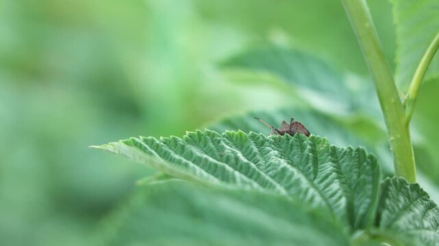 Shield Bug Insect Sitting on Green Leaf in Garden
