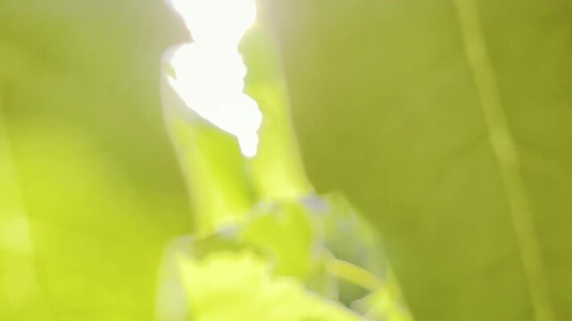 Warm sun light through big green leaves, natural foliage closeup