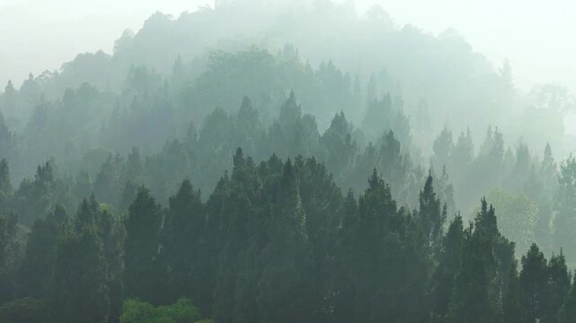 Aerial view of misty coniferous forest in Indonesia.