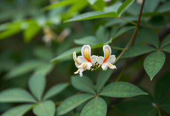 Fototapeta premium Biodiversity and botanical conservation, delicate white and yellow flowers blooming in a lush tropical garden with soft natural sunlight and foliage