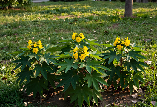 Biodiversity and botanical conservation, yellow flowering jatropha multifida plants growing in a sunny garden with green grass and natural light