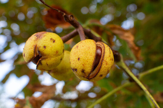 Autumn chestnut ripening on a tree