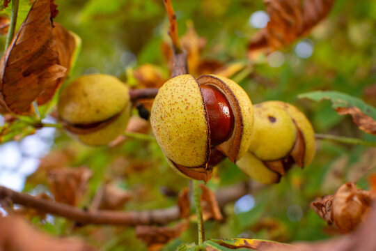Ripe chestnut opening on a tree branch