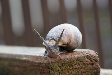 A close-up shot of a snail with its antennae extended, perched on a moss-covered brick. © Ray