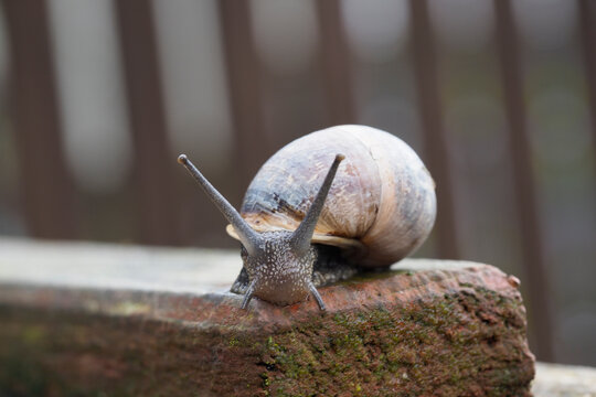 A close-up shot of a snail with its antennae extended, perched on a moss-covered brick.