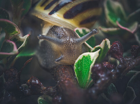 A close-up of a snail's head and antennae emerging from its shell, surrounded by wet green and pink-edged leaves.