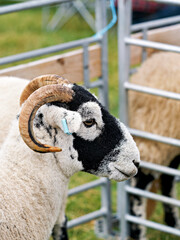 Majestic Black and White Belted Sheep at the Cockermouth Livesto © Ray