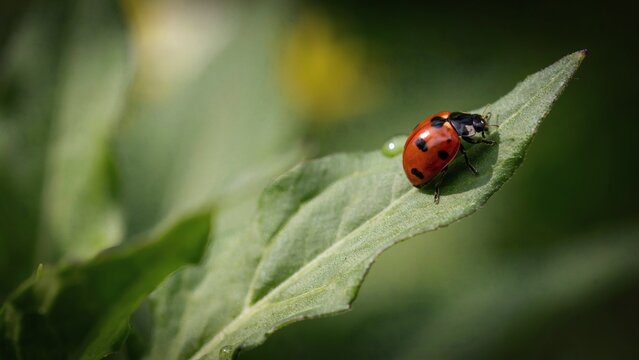 A red ladybug with black spots crawls along a green leaf in the garden sunlight with across textured surface walks slowly across ladybug distinct