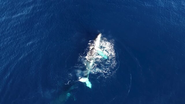 Aerial view of a humpback whale in the ocean, United States.