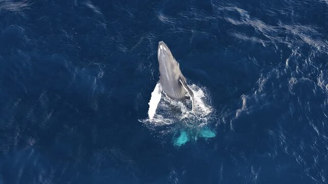 Aerial view of humpback whale in deep blue waters, United States.