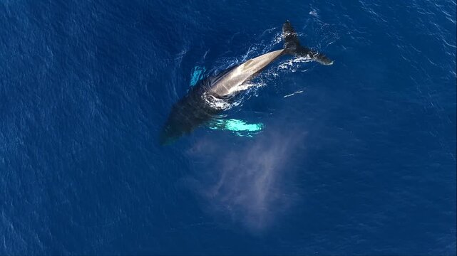 Aerial view of a humpback whale spouting in the ocean, United States.