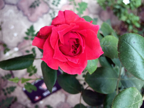 Vibrant red rose flower in full bloom captured in a lush garden setting during the daytime