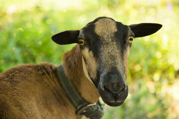 Close-up portrait of a goat showing its distinctive face and eyes. © jarizPJ