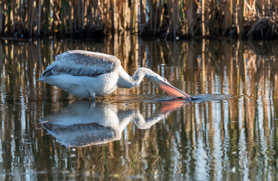 pelican in the water