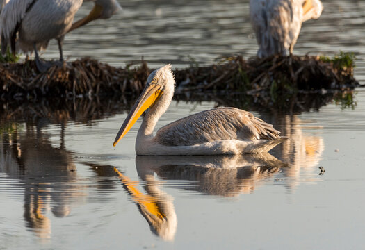 pelican in the water