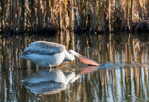 great white pelican