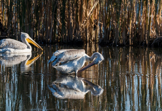 pelicans on the water
