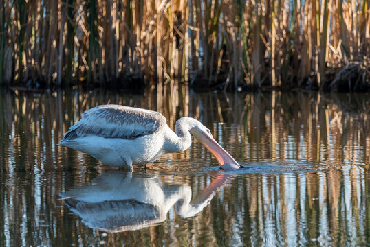 pelicans on the water
