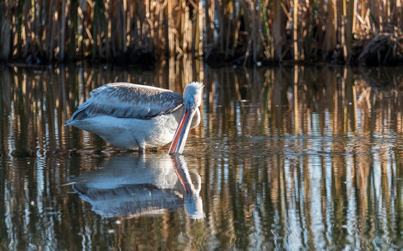 pelican in the water