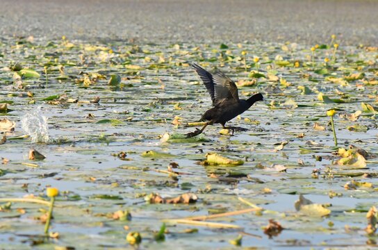 Black coot water birds on the lake cowered with water lilies 