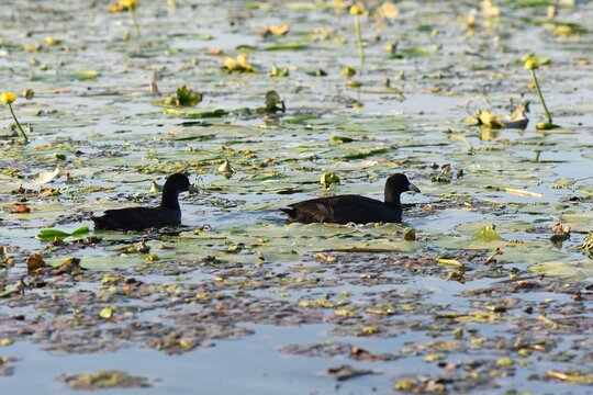 Black coot water birds on the lake cowered with water lilies 
