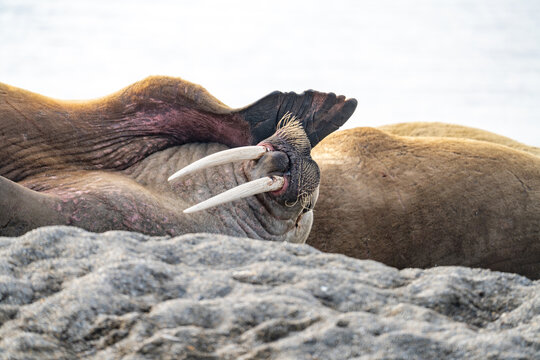 Atlantic walrus (Odobenus rosmarus rasmarus) in a herd on the beach in Poolepynten, Svalbard, Norway
