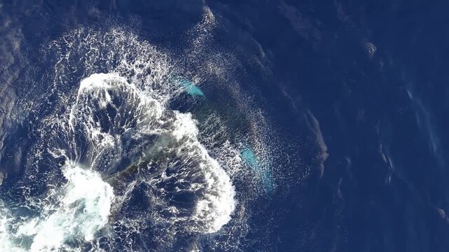 Aerial view of a humpback whale fluke splashing in Maui, United States.