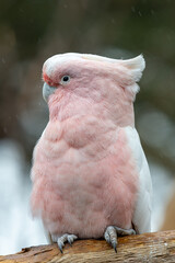 Portrait of a pink cockatoo (cacatua leadbeateri) © tom
