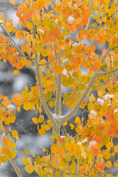 First snow falls on aspen tree with colorful yellow and orange leaves